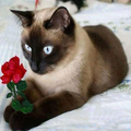 Diamond Painting of Cats